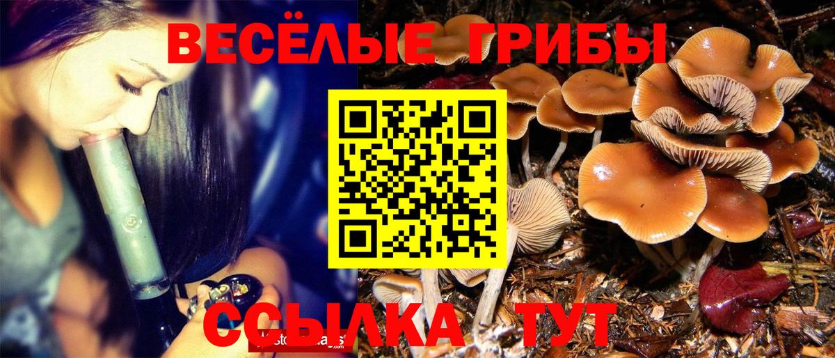 Галлюциногенные грибы Psilocybe Сертолово