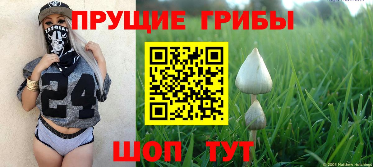 Сертолово  Галлюциногенные грибы Cubensis  Вход с VPN 